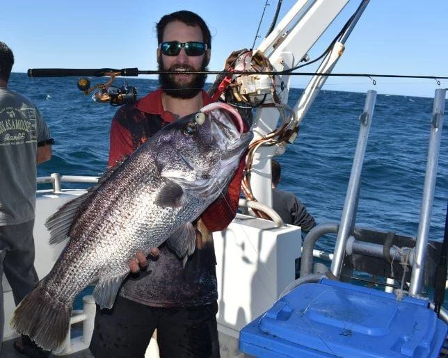 Live Wire Abrolhos